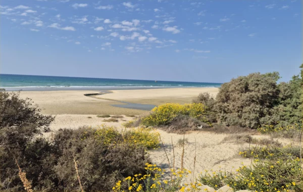 מרוץ חופי הזהב